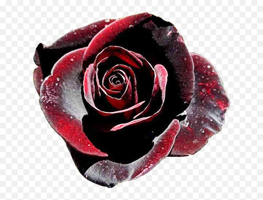 Black Rose - Fresh Black Rose Flower Emoji,Rose Emoticons
