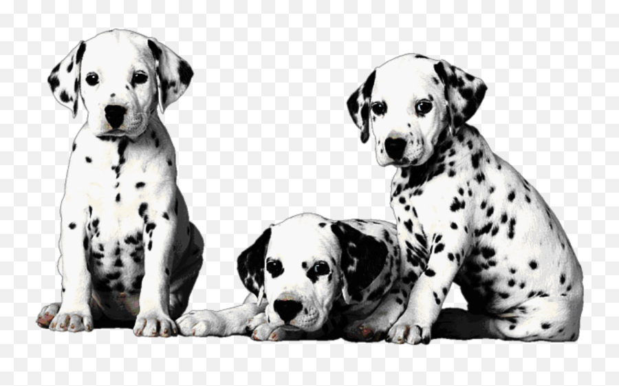 Mq Dogs Dalmatian Baby Pet Animals - Dalmatian Emoji,Dalmatian Emoji