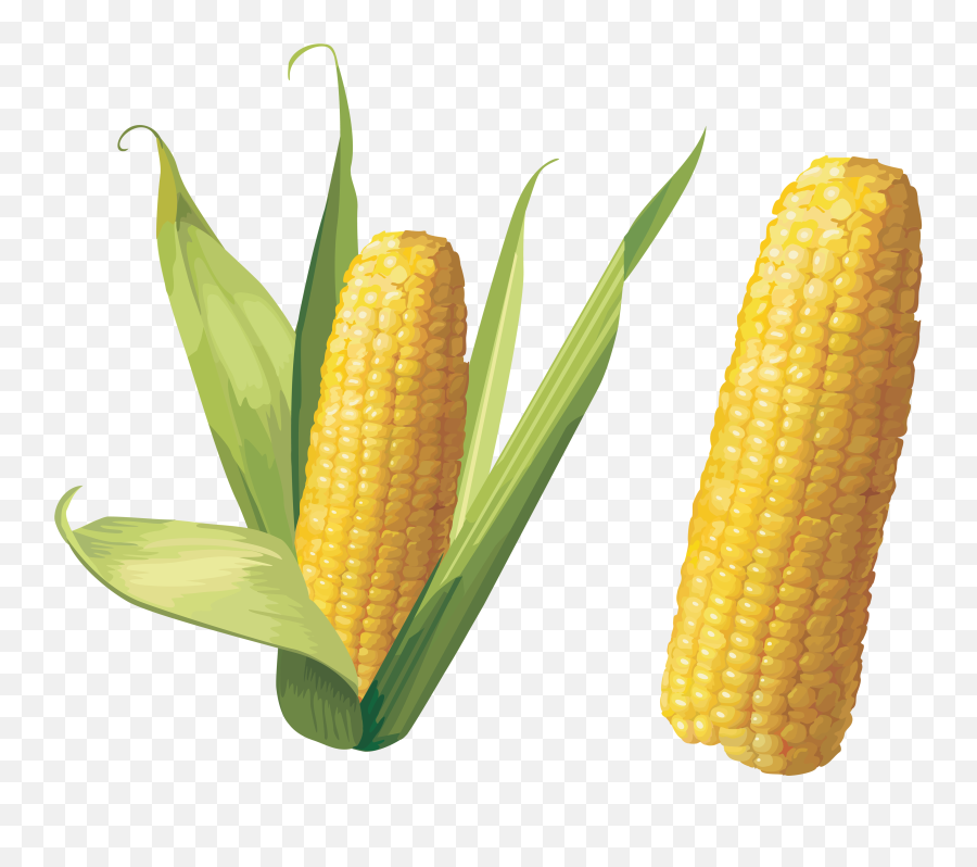 Corn Cob Background - Transparent Background Corn Png Emoji,Emoji Corn