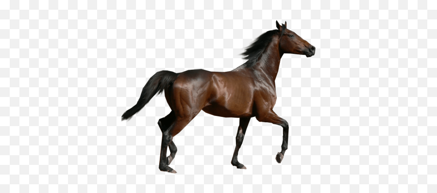 Free Png Images - Horse Png Emoji,Horse Airplane Emoji