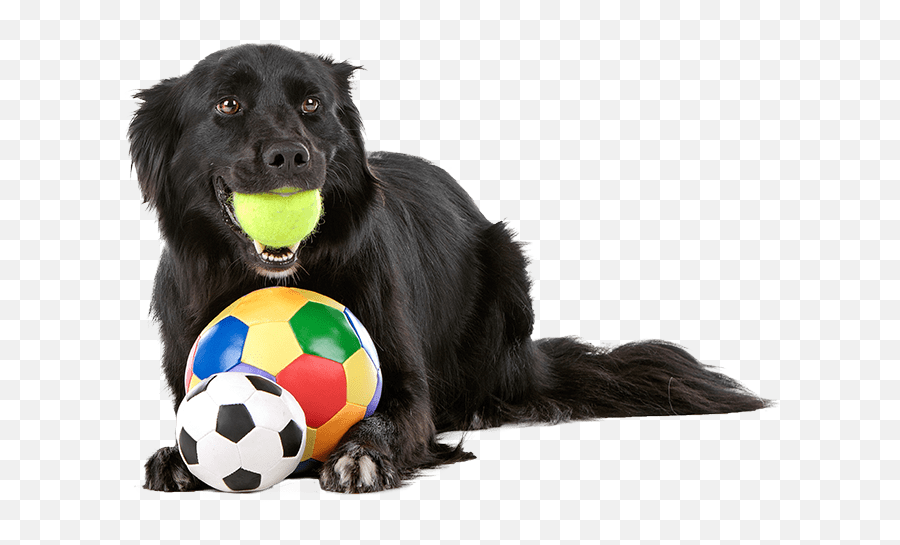 Dogs Playing Png - Black Dog Playing With Toys Dog Playing Dog Playing Png Emoji,Black Dog Emoji