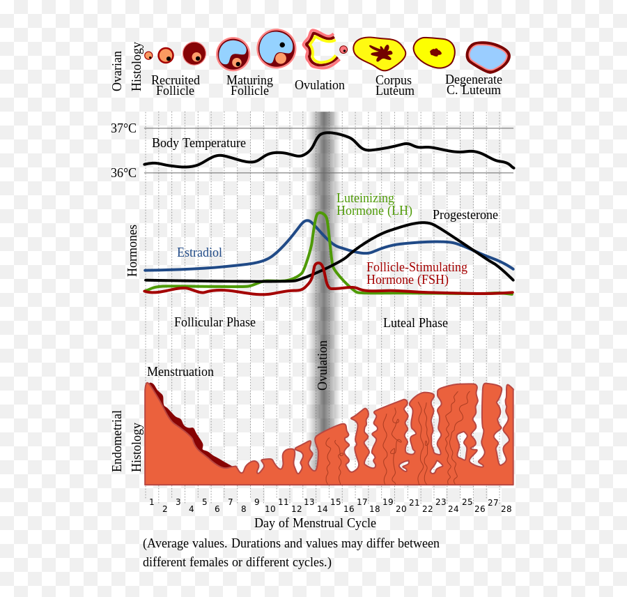 Menstrualcycle En - Menstrual Cycle Oral Contraceptive Emoji,Sexual Emoji