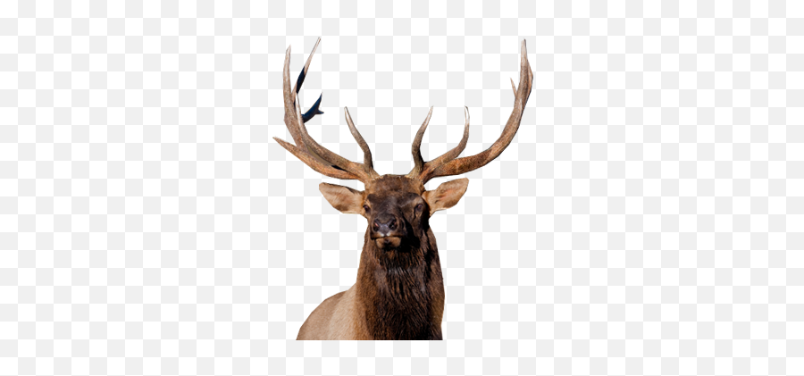 Moose Elk Png - Elk Emoji,Deer Hunting Emoji