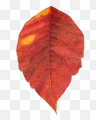 Leaves Autumnleaves Redleaves Leaf - Old Leaves Png Emoji,Fallen Leaf Emoji