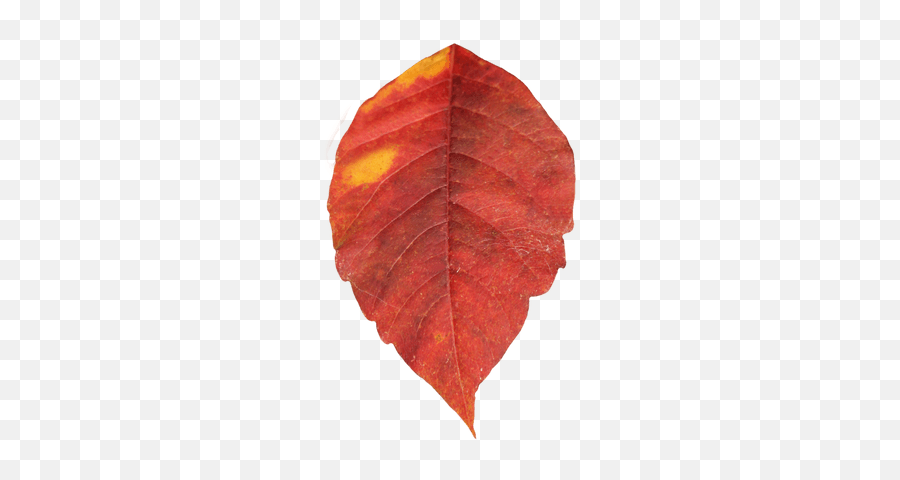 Leaves Autumnleaves Redleaves Leaf - Old Leaves Png Emoji,Fallen Leaf Emoji