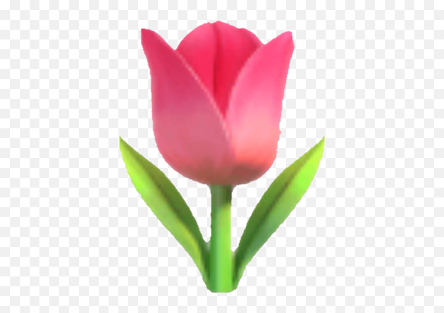 Download Emoji Tulip Flower Pink Pinkflower - Tulip Emoji,Emoji Flower
