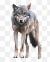 Wolf Clipart Front - Png Emoji