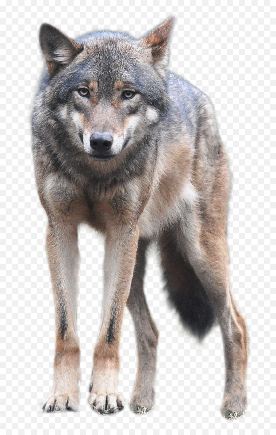 Wolf Clipart Front Wolf Front - Wolf Png Emoji,Wolf Howling Emoji