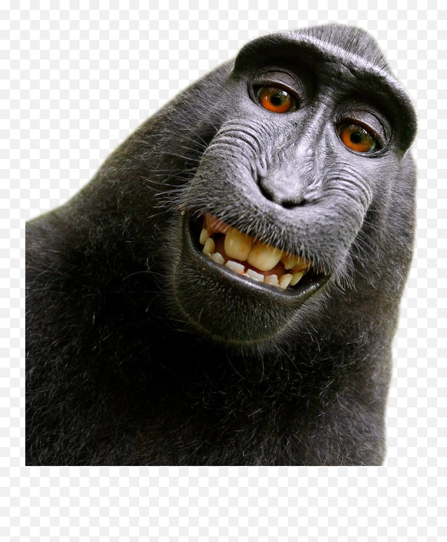 Monkey Png Transparent Picture 771215 Monkey Face Png Emoji,Laughing Monkey Emoji
