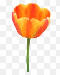 Tulip Png Image - Clip Art Emoji,Tulip Emoji