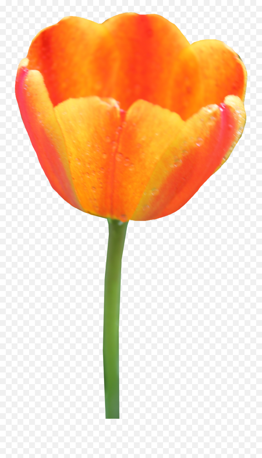 Tulip Png Image - Clip Art Emoji,Tulip Emoji