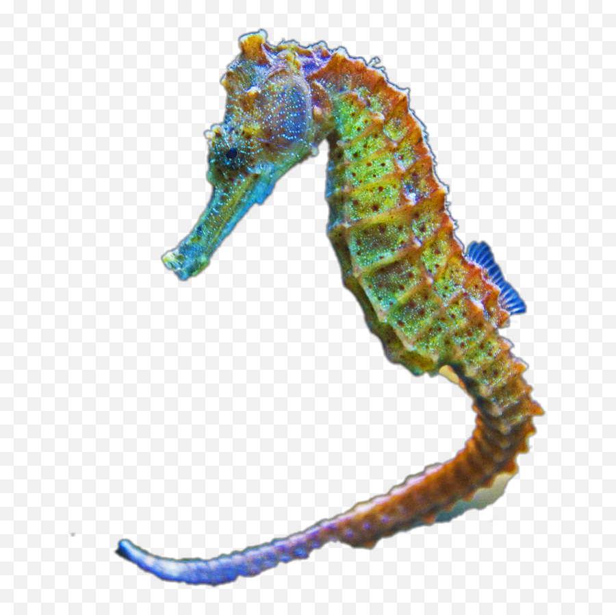 Seahorse - Northern Seahorse Emoji,Seahorse Emoji