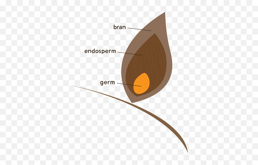 Whole Kernel - Whole Grain Germ Emoji,Amoeba Emoji
