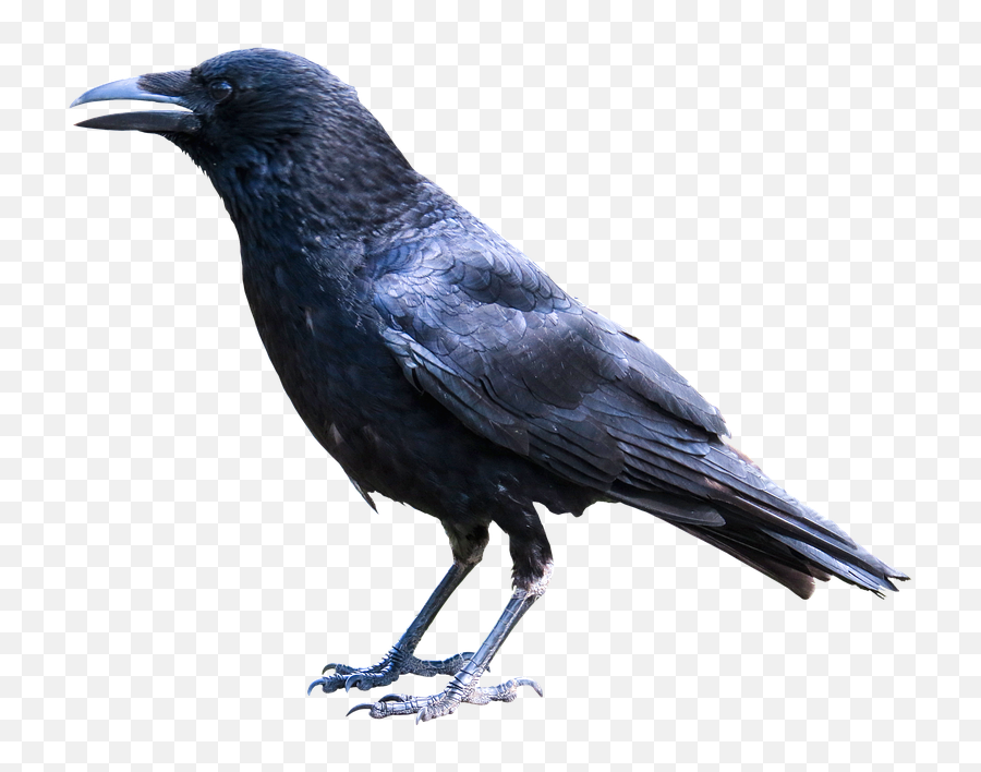 Animals Bird Raven - Crow Bird Hd Png Emoji,Raven Bird Emoji