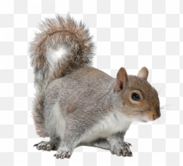 Trending Squirrel Stickers - Transparent Background Squirrel Png Emoji,Squirrel Emoji