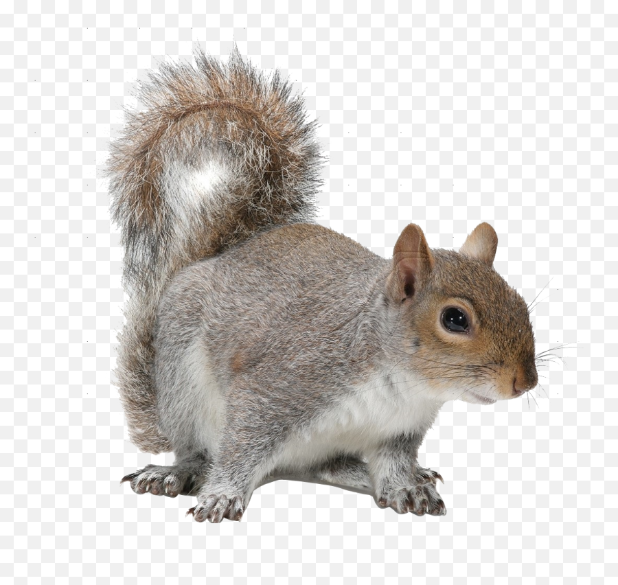 Trending Squirrel Stickers - Transparent Background Squirrel Png Emoji,Squirrel Emoji