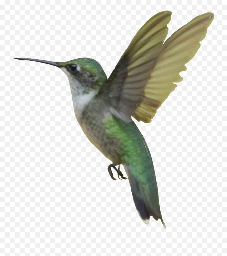Hummingbird Bird Flight Cutout - Hummingbird Emoji,Hummingbird Emoji