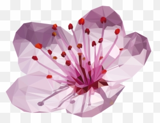 Cherry Blossom Flower Png - Japan Emoji