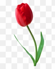 Tulip - Red Tulip Flower Png Emoji,Tulip Emoji