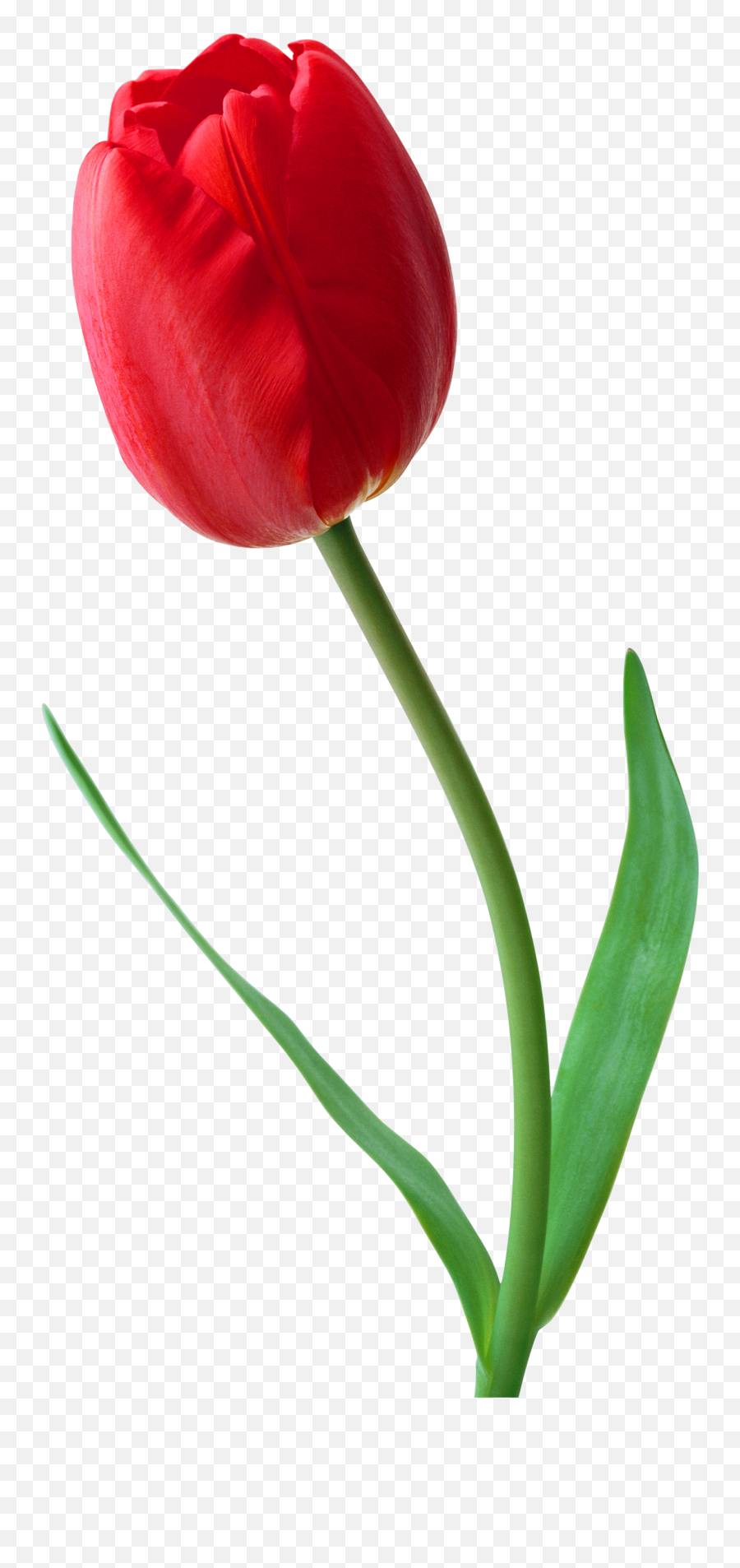 Tulip - Red Tulip Flower Png Emoji,Tulip Emoji