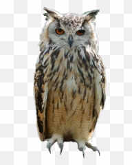 Owl Bird Sticker - Hibou Png Emoji