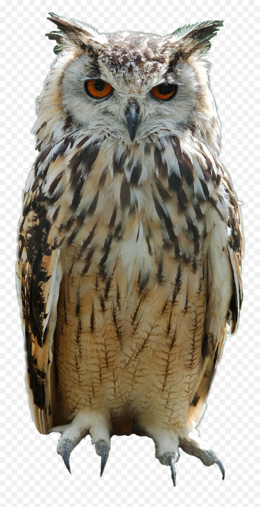 Owl Bird Sticker - Hibou Png Emoji,Owl Emoji Text