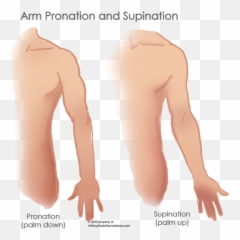Biceps Drawing Male Arm Muscle - Linear Scar Transparent Portable Network Graphics Emoji