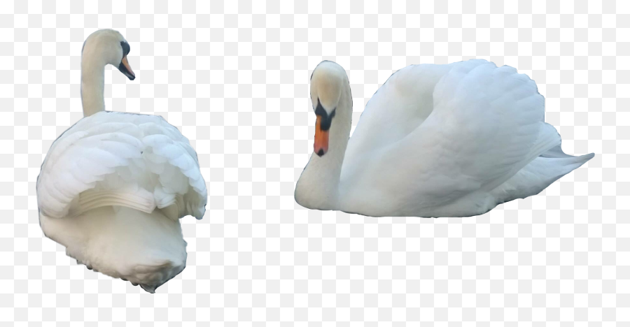 Swans Swan Birds Bird Sticker By - Mute Swan Emoji,Bird Emoji Iphone