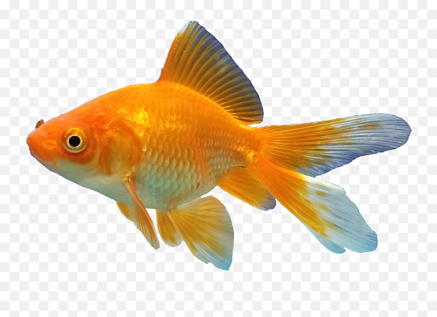 Koi Fish Sticker By Roniahamodi - Goldfish Png Emoji,Koi Fish Emoji