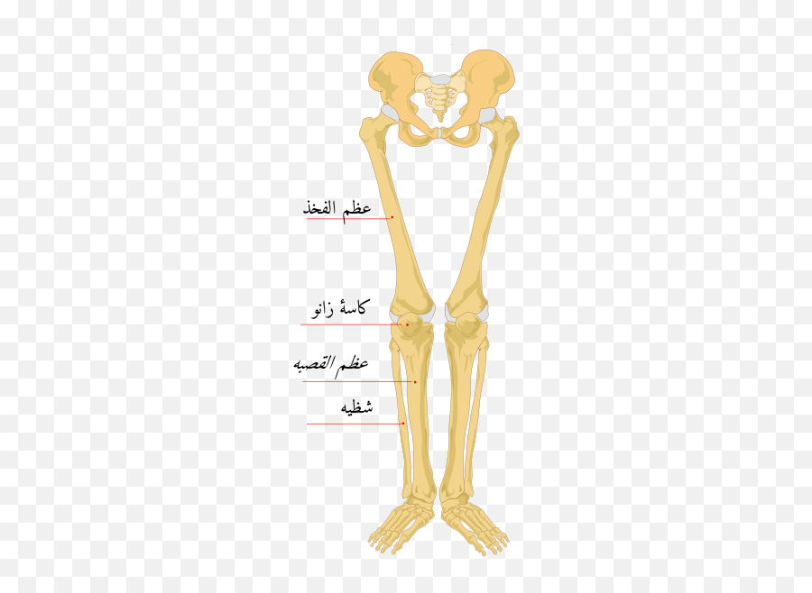 Human Leg Bones Labeled - Leg Bones Emoji,What Heart Emojis Mean