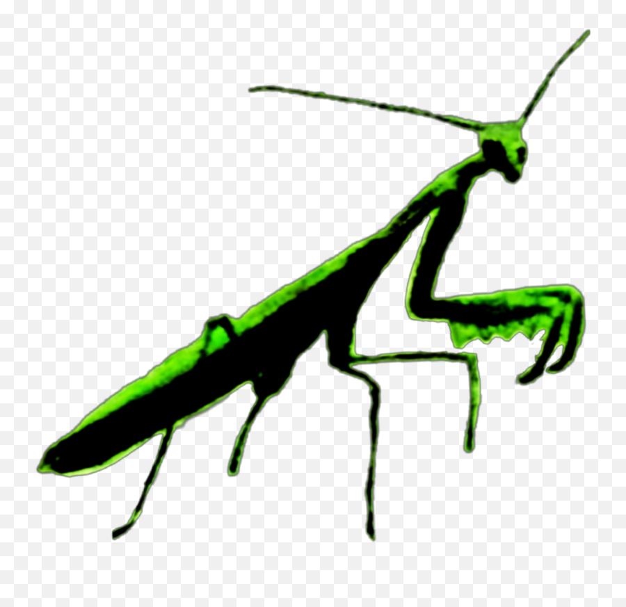 Prayingmantis Green Insect - Insects Emoji,Praying Mantis Emoji