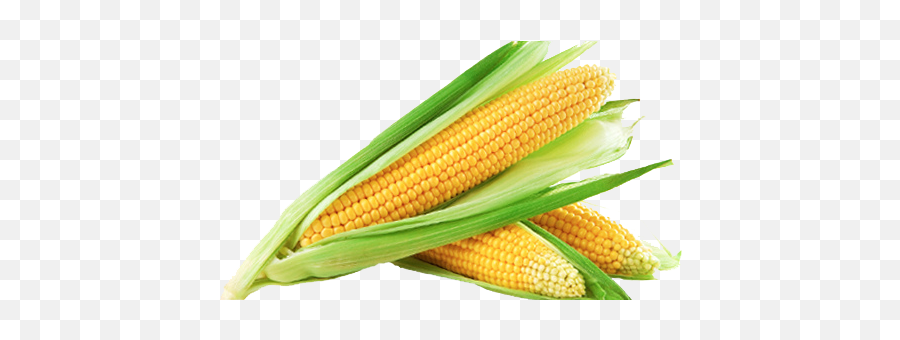 Download Sweet Corn Image Hq Png Image - Transparent Background Corn Png Emoji,Emoji Corn