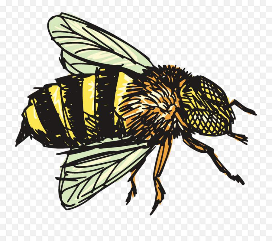 Picture - Honey Bee Drawing Png Emoji,Honey Bee Emoji