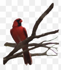 Redbird Cardinal Bird - Northern Emoji