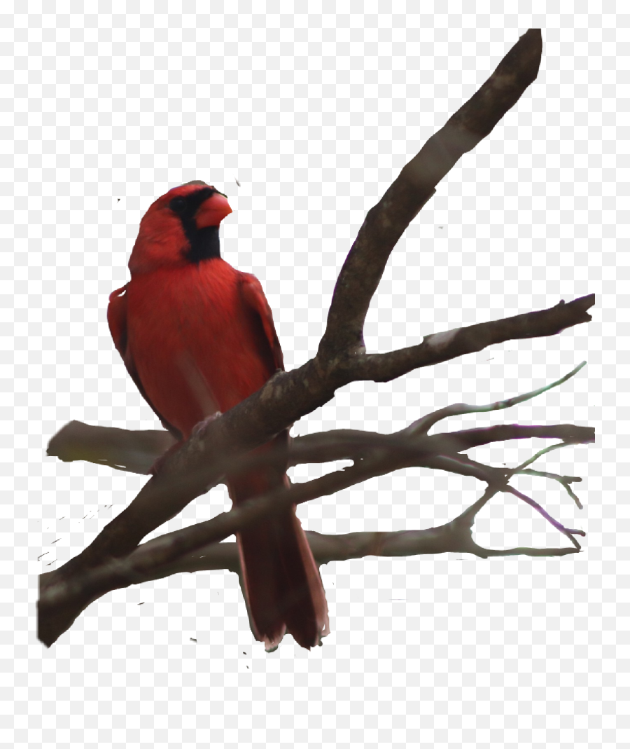 Redbird Cardinal Bird - Northern Cardinal Emoji,Cardinal Bird Emoji