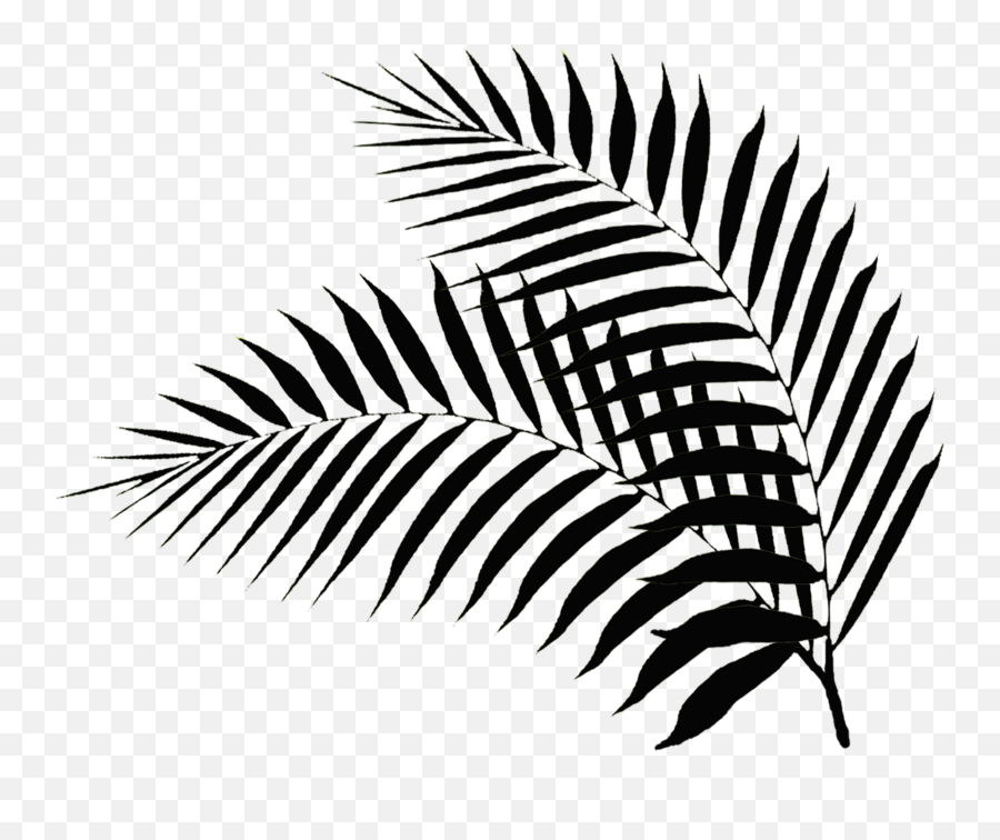 Palm Palms Leaves Leaf Freetoedit - Palm Tree Leaves Black Png Emoji,Palms Up Emoji