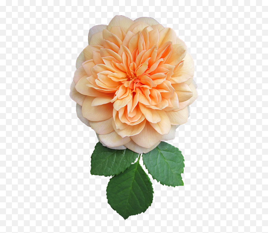 1 Free Orange Rose Rose Images - Dahlia Emoji,Colours That Represent Emotions
