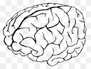 Human Brain Brain Knowledge Anatomy - Colouring Pages Of Brain Emoji,Apple Thinking Emoji