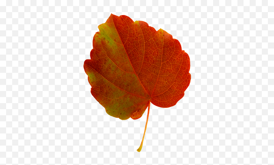 10863 Autumn Free Clipart - Autumn Leaf Green And Red Emoji,Fallen Leaf Emoji