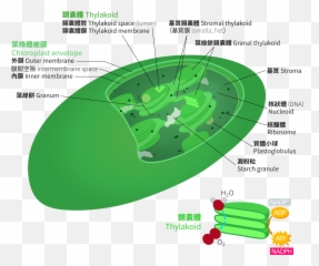 Board Of Biology - Atp Synthase Location In Chloroplast Emoji