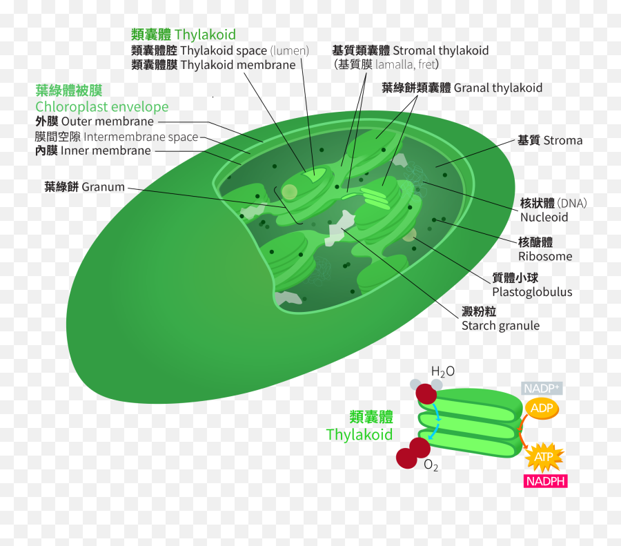 Board Of Biology - Atp Synthase Location In Chloroplast Emoji,How To Change Emoji On Facebook Messenger