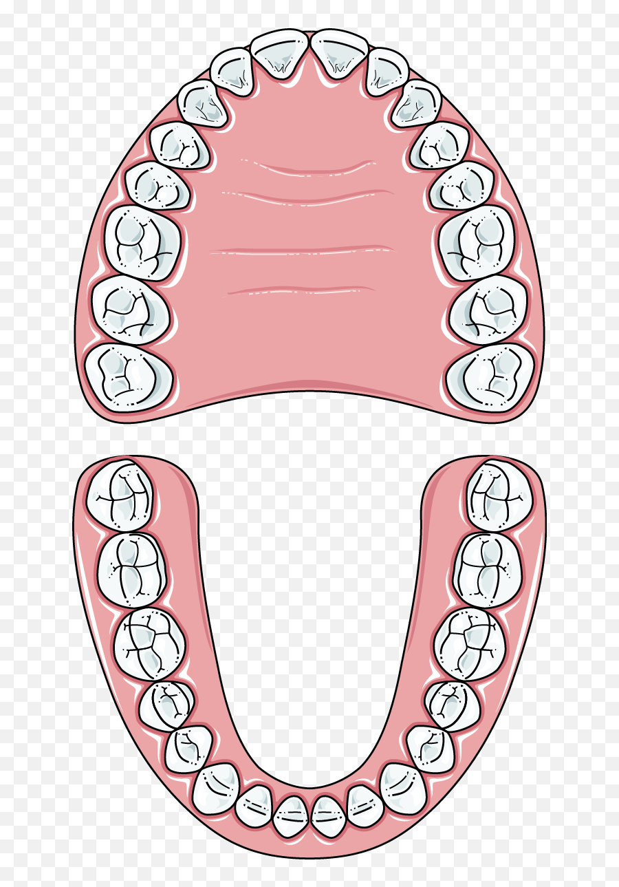 Adult Servier Medical Art Free Images Download - Servier Set Of Teeth Clipart Emoji,Free Adult Emojis