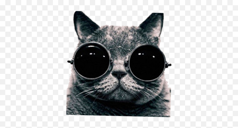 Cool Cat Transparent Png Clipart Free - Cat Cool Png Emoji,Cool Cat Emoji