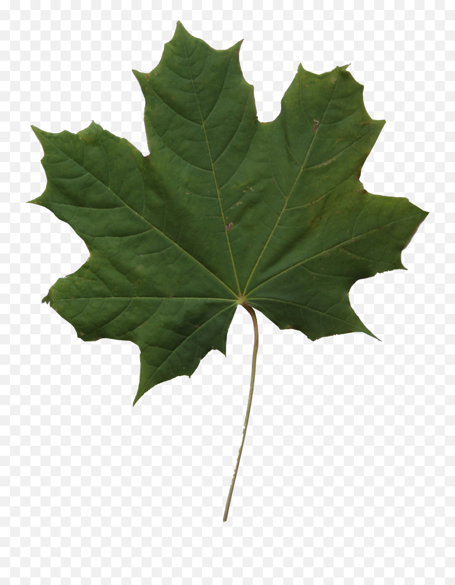Leaf Texture Png Clipart - London Plane Tree Leaf Emoji,Maple Leaf Emoji