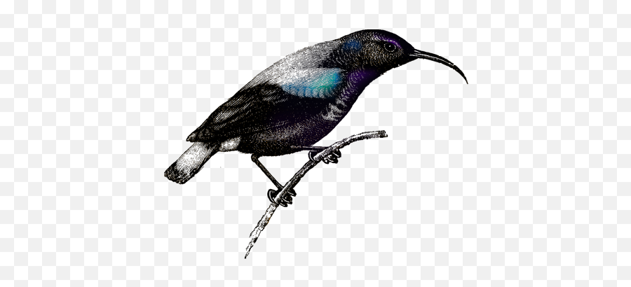 Words For Hunt - Blackbird Emoji,Turtle Bird Guess The Emoji