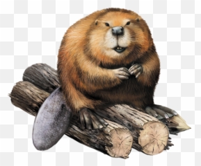 Beaver - Beaver Png Emoji,Beaver Emoji