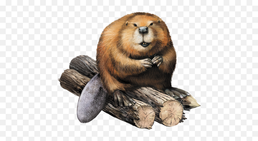 Beaver - Beaver Png Emoji,Beaver Emoji