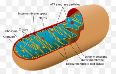 Schierling Chiropractic Llc Blog - Mitochondria Structure Emoji,Colonoscopy Emoji