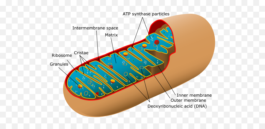 Schierling Chiropractic Llc Blog - Mitochondria Structure Emoji,Colonoscopy Emoji