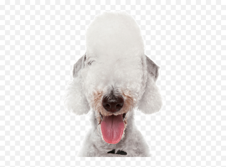 Poodle Clip Maltese Picture - Standard Poodle Emoji,Maltese Emoji